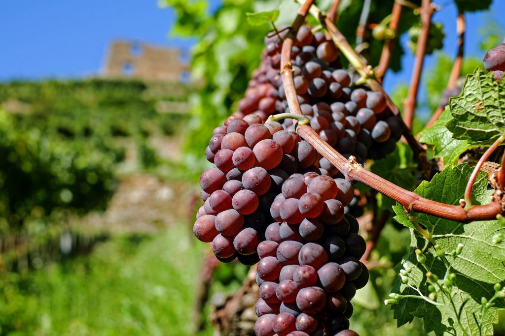 photo de raisin dans un domaine viticole en difficulté